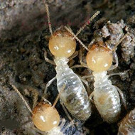 春季，請查查你家有沒有白蟻危害