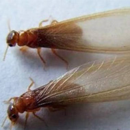 這兩天在珠海飛進家里的就是白蟻，請預(yù)防！